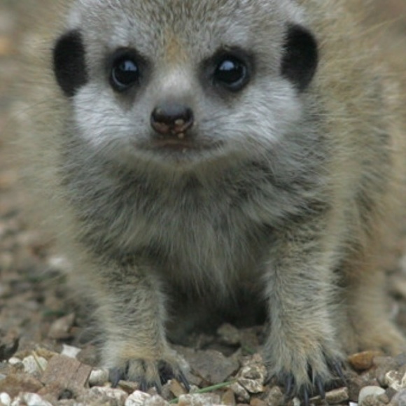 Profile Picture of Rebecca Tasler (@becbooboo) on Poshmark