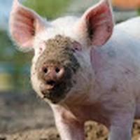 Profile Picture of Poslo Dukor (@poslo-dukor) on Quora