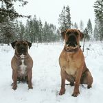 Profile Picture of Jennifer Boerboel Fuller (@fullerboerboels) on Instagram