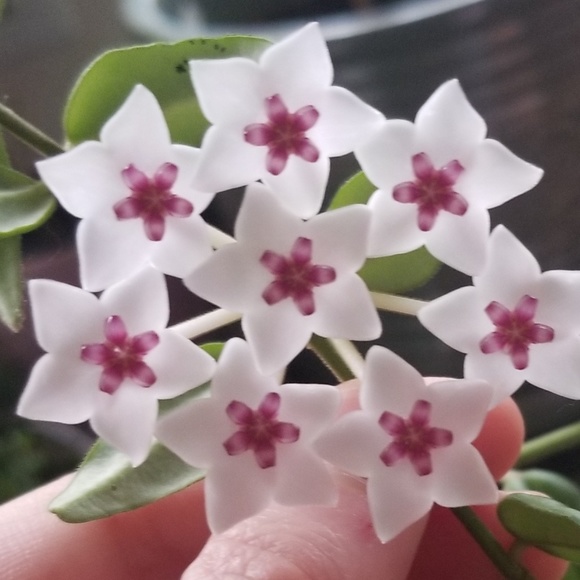 Profile Picture of Briana Triplett (@brianalynn0429) on Poshmark