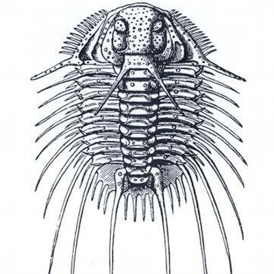 Profile Picture of George P. Hansen (@DevoTrilobite) on Twitter
