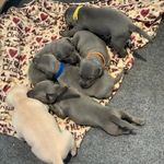 Profile Picture of Dawn Timmerman McNair (@bay_dreams_lacys) on Instagram