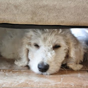 Profile Picture of Ian Mueller-Hickler (@ianmueller-hickler5799) on Youtube