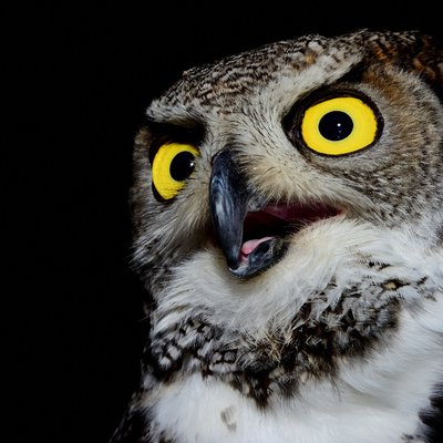 Profile Picture of José Deus (@xosedeus) on Twitter