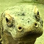 Profile Picture of Daniel Correll (@dan_core421) on Instagram