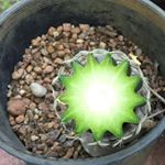 Profile Picture of Rudy Paz (@rudyenpaz) on Instagram