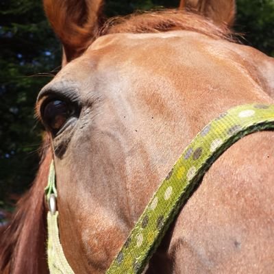 Profile Picture of Julia Rivard (@Tankmehhorse) on Twitter