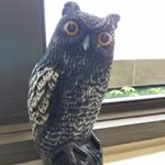 Profile Picture of Robert Maulucci (@owlreadbuffalo) on Instagram