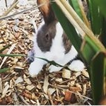 Profile Picture of Harold the Rabbit (@harroldtherabbit) on Instagram