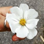 Profile Picture of Mauricio Serna H. (@mauricio_s8s) on Instagram