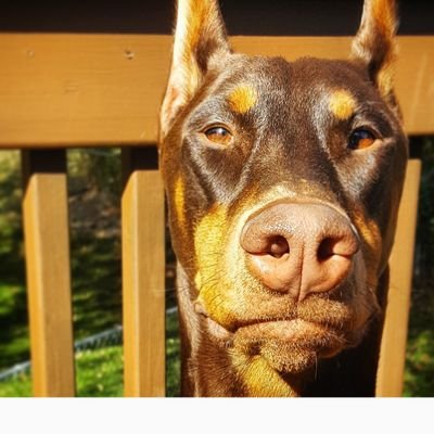 Profile Picture of Joseph Soltis (@soltis007) on Twitter