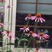 Profile Picture of Patricia Hockley (@chesterresident) on Pinterest