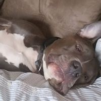 Profile Picture of Robert Carpenter (@robert-carpenter-68) on Quora