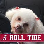 Profile Picture of Allison Cooey (@allisoncooey) on Instagram