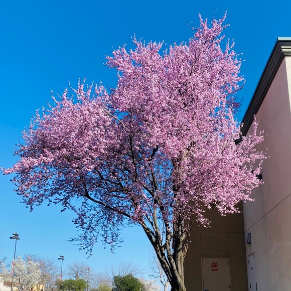 Profile Picture of Denisse Jimenez (@de_ny) on Poshmark