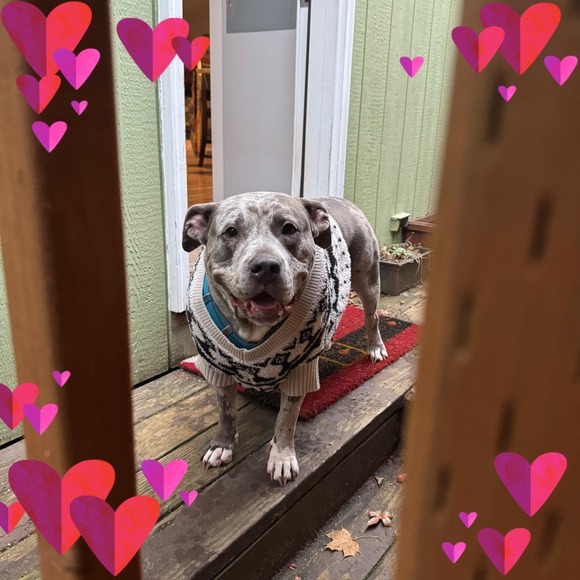 Profile Picture of Melissa Bonitz (@melissabonitz) on Poshmark