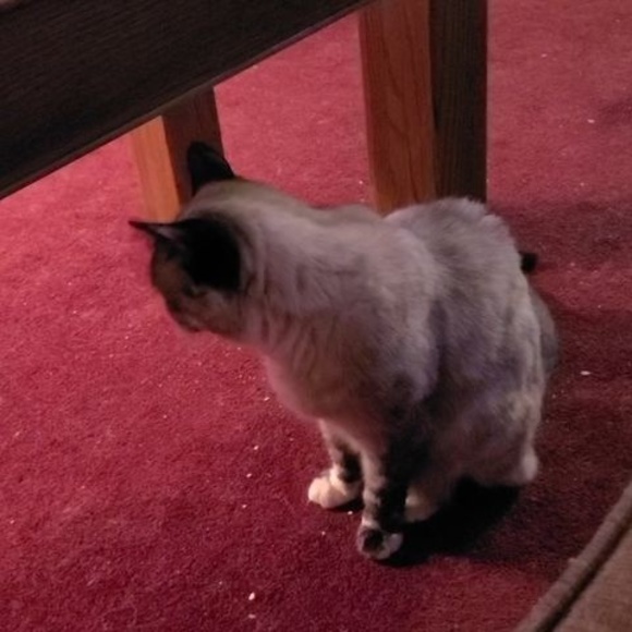 Profile Picture of Eloise Miller (@meloise65) on Poshmark