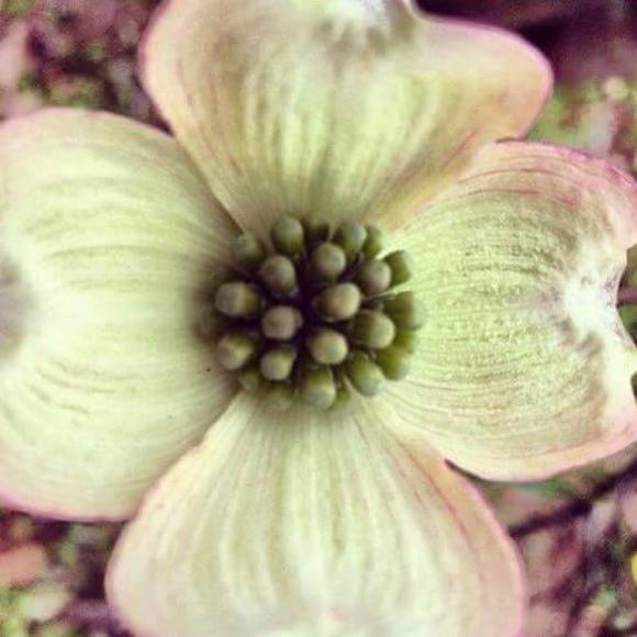 Profile Picture of Tabitha Jordan (@tabithaj1981) on Poshmark