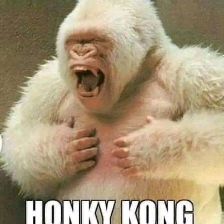 Profile Picture of Honky Kong (@brianhandy851) on Tiktok