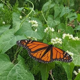 Profile Picture of Ivy Forrest (@LoveTheGreenThatProtectsYou) on Pinterest