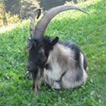 Profile Picture of Heinz Roth (@heinro1) on Instagram