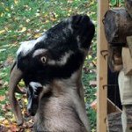 Profile Picture of Scott Nicoll (@wsnicoll) on Instagram