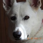 Profile Photo of Heidi Baumann (@heidithegermanshepherd2020) on Instagram