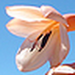 Profile Picture of Johannesburger (@Johannesburger) on Flickr