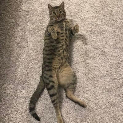 Chase Goode - Twitter Profile Picture of Chase Goode (@ChaseGoode4) on Twitter