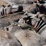 Jeff Thomsen - Instagram Profile Picture of Jeff Thomsen (@jeffavelo) on Instagram