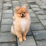 Profile Picture of Ace Ghossein (@pommieace) on Instagram