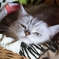 Profile Picture of Hisako Makimura (@hisako-makimura) on Quora