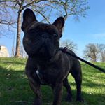 Profile Picture of Moses Nelson (@frenchiemoses) on Instagram