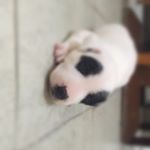 Dia A Dia De Kyra - Instagram Profile Picture of Dia A Dia De Kyra (@kyra_viera_maciel) on Instagram