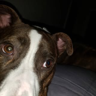 Profile Picture of Chris Barone (@chris_barone) on Instagram