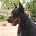 Profile Picture of < 𝙻𝙻𝚄𝚅𝙸𝙰 𝙳𝙴 𝙴𝚁𝙴𝙱𝙾 > (@king_dobermankennel) on Instagram