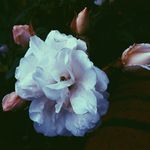 Profile Picture of Shania Hayes (@shaniahayes_photography2020) on Instagram
