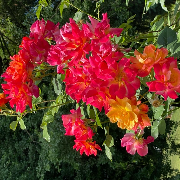 Profile Picture of Robert Murray (@blackthstle) on Poshmark