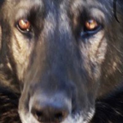 Profile Picture of Daniel Whitlow (@DanielWhitlow6) on Twitter