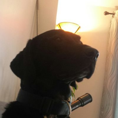 Profile Picture of Rocky Dog (@ConwayJayla) on Twitter