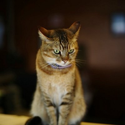 Profile Picture of Pui Yee Chan (@hkpychan) on Twitter