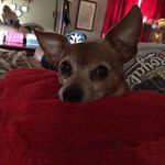 Profile Picture of Tanya Stumpff (@gordo1fan) on Instagram