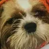 Profile Picture of Andrew Coughlin (@andrew.coughlin) on Tiktok