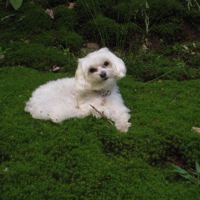 Profile Picture of Carol Lacroix (@lacroix_carol) on Twitter