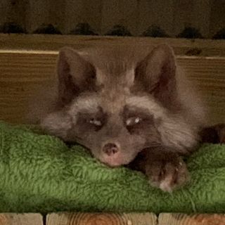 Profile Picture of Fox Tales Florida (@foxtalesflorida) on Instagram