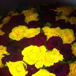 Profile Picture of Arianna Cavazos (@arhianna_cavazos) on Instagram