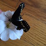 Profile Picture of Grace Burnett (@_grace_shadow_) on Instagram