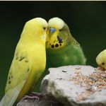 Profile Picture of Paulina Korger (@paulinakorger) on Instagram