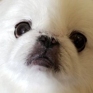 Profile Picture of Sean Uy (@SeanUy0) on Twitter