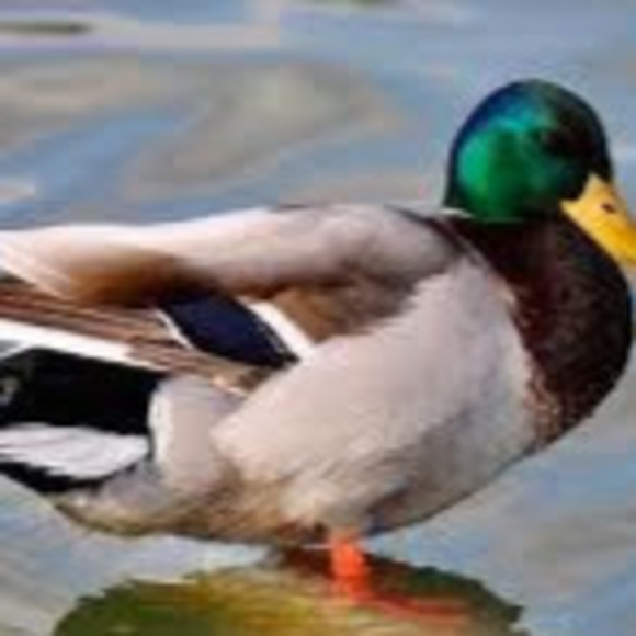 Profile Picture of Kolby Davis (@kolby3737) on Poshmark